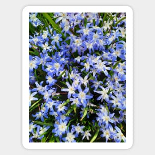 Springtime Flowers, Beautiful Blue Blooms, Gardener Sticker